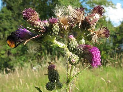 Cirsium palustre mit Bombus lapidarius Cirsium palustre