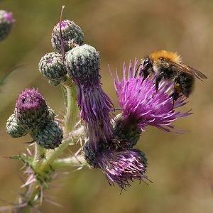 Cirsium palustre mit Bombus pascuorum Cirsium palustre