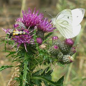 Cirsium palustre Cirsium palustre