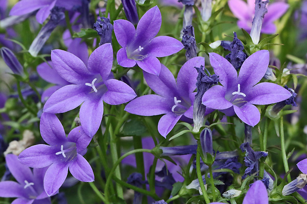 Campanula portenschlagiana