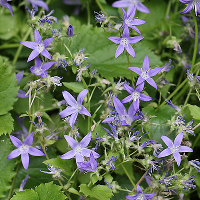 Campanula poscharskyana