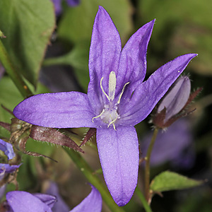 Campanula poscharskyana