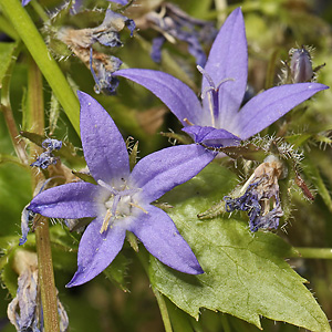 Campanula poscharskyana