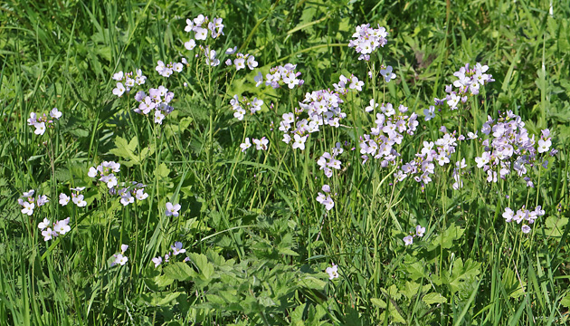 Cardamine pratensis