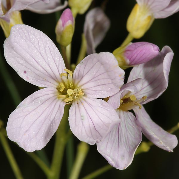 Cardamine pratensis