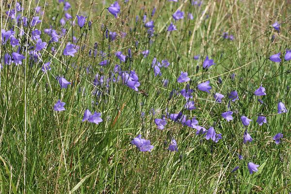 Campanula rotundifolia