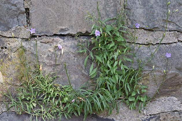 Campanula rotundifolia