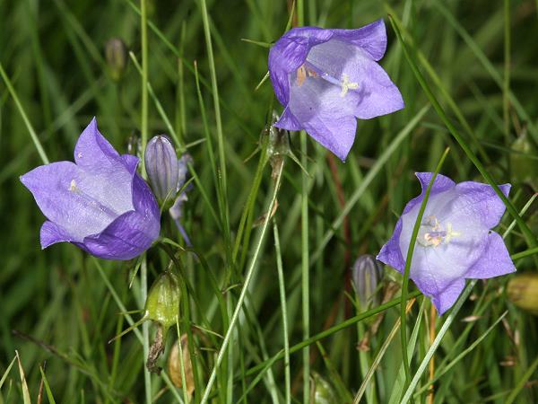 Campanula rotundifolia