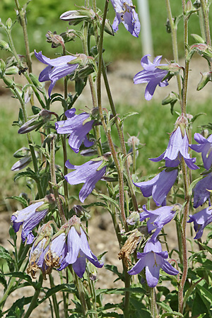 Campanula sarmatica