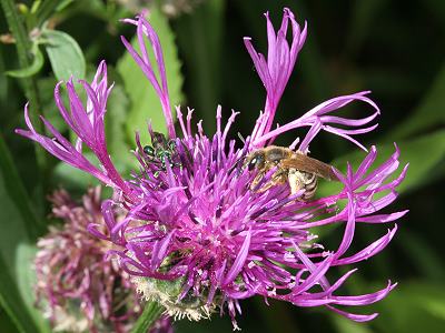 Centaurea scabiosa mit Halictus scabiosae (17.6.2006) Centaurea scabiosa