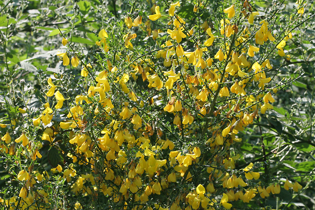 Cytisus scoparius (28.4.2007) Cytisus scoparius