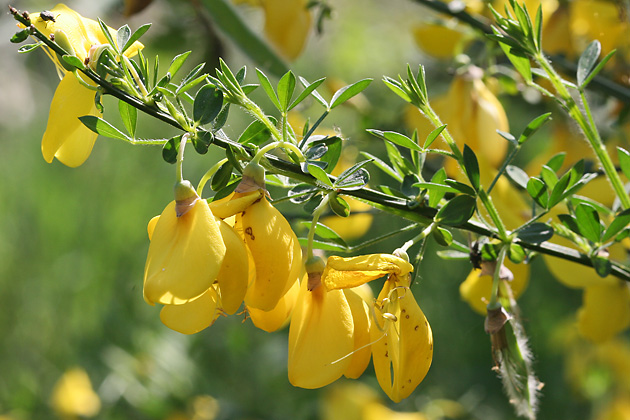 Cytisus scoparius (28.4.2007) Cytisus scoparius