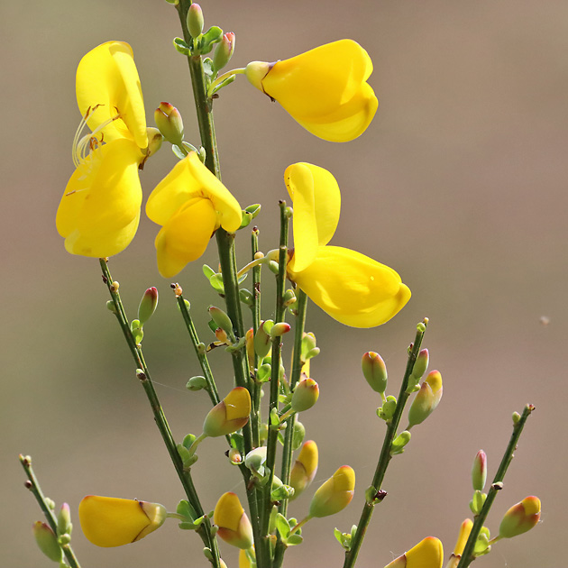 Cytisus scoparius