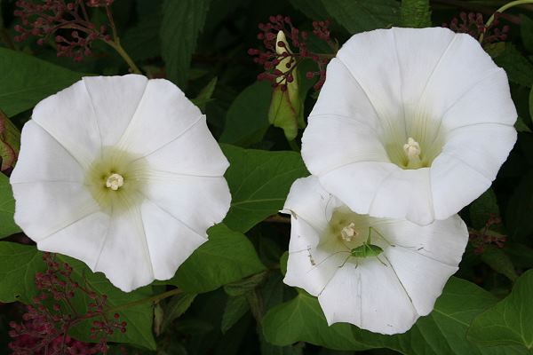 Calystegia sepium