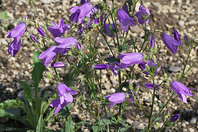 Campanula sibirica