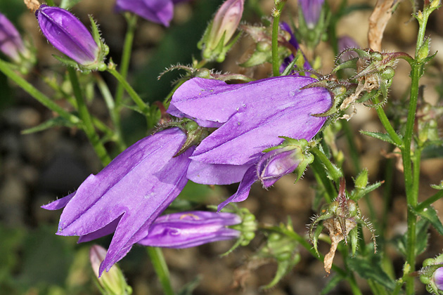 Campanula sibirica