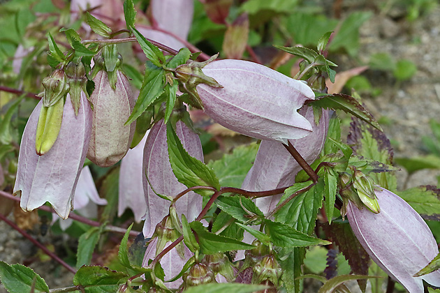 Campanula takesimana