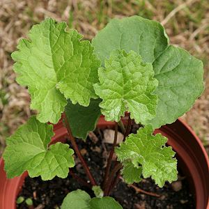 Campanula trachelium