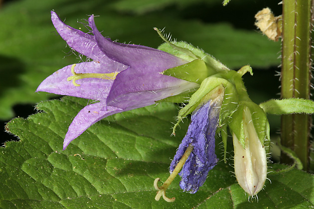 Campanula trachelium