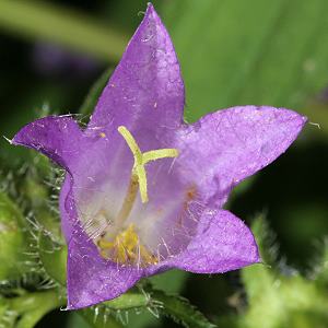 Campanula trachelium