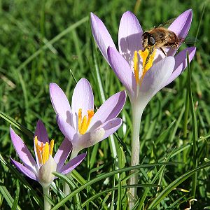 Crocus vernus