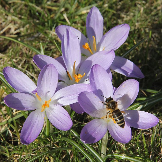 Crocus vernus
