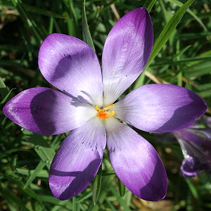 Crocus vernus