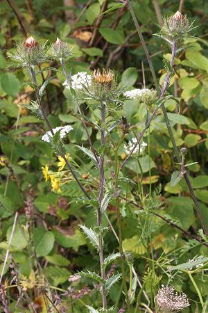 Carlina vulgaris (25.8.2007) Carlina vulgaris