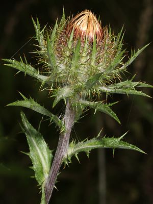 Carlina vulgaris (25.8.2007) Carlina vulgaris