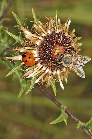 Carlina vulgaris (13.8.2012) Carlina vulgaris