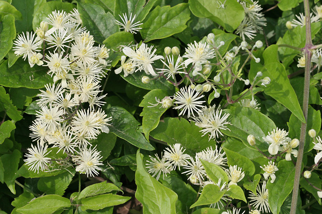 Clematis vitalba