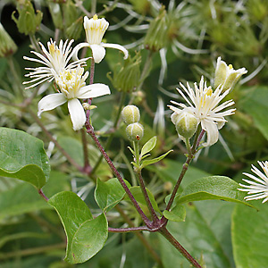 Clematis vitalba