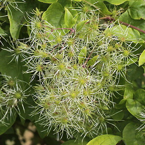 Clematis vitalba