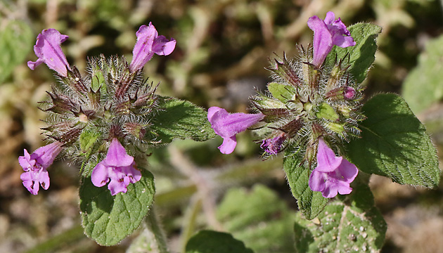 Clinopodium vulgare