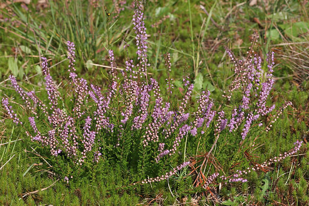 Calluna vulgaris