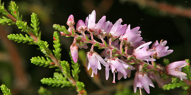 Calluna vulgaris