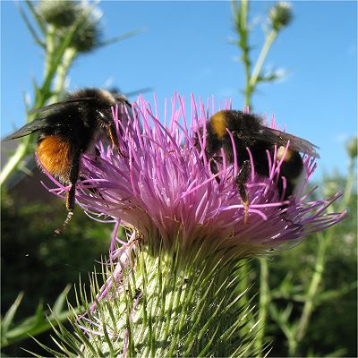 Cirsium vulgare