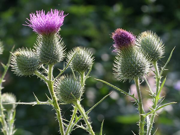 Cirsium vulgare Cirsium vulgare