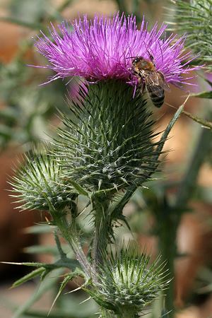 Cirsium vulgare mit Apis mellifera Cirsium vulgare