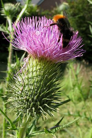 Cirsium vulgare mit Bombus lapidarius Cirsium vulgare