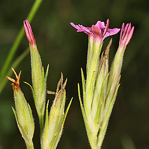 Dianthus armeria