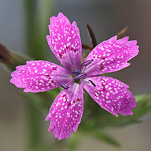 Dianthus armeria
