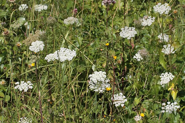 Daucus carota
