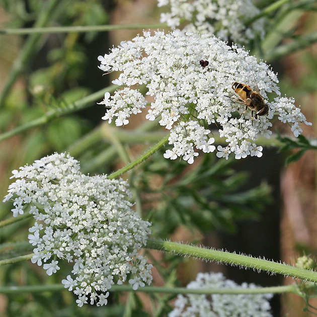 Daucus carota