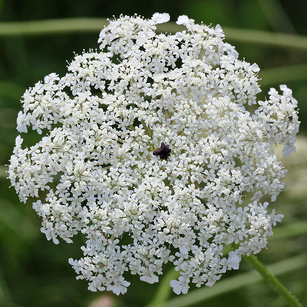 Daucus carota