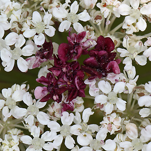 Daucus carota