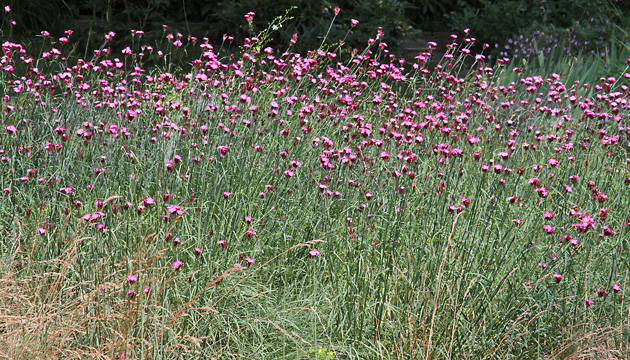 Dianthus cartusianorum