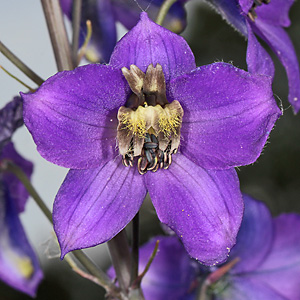 Delphinium elatum
