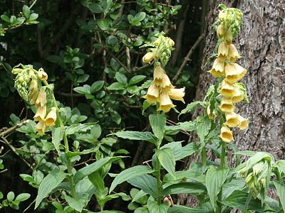 Digitalis grandiflora