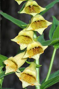 Digitalis grandiflora